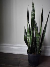 Sansevieria trifasciata black coral image number 2. All credits to zenthegarden.