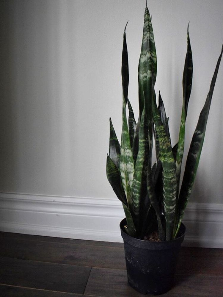 Sansevieria Trifasciata Black Coral image number 2. All credits to zenthegarden. Sansevieria Trifasciata Black Coral image number 2. All credits to zenthegarden.