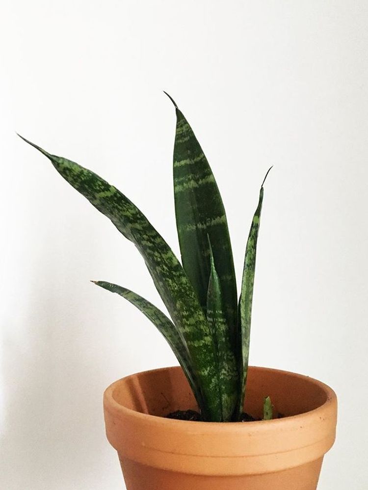 Sansevieria Trifasciata Black Coral image number 3. All credits to roseyposeyplants.