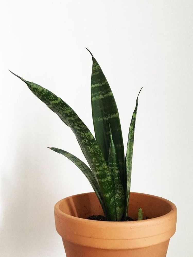 Sansevieria Trifasciata Black Coral image number 3. All credits to roseyposeyplants. Sansevieria Trifasciata Black Coral image number 3. All credits to roseyposeyplants.