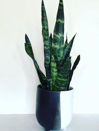 Sansevieria Trifasciata Black Coral image number 4. All credits to indoorgardenbym. Sansevieria Trifasciata Black Coral image number 4. All credits to indoorgardenbym.