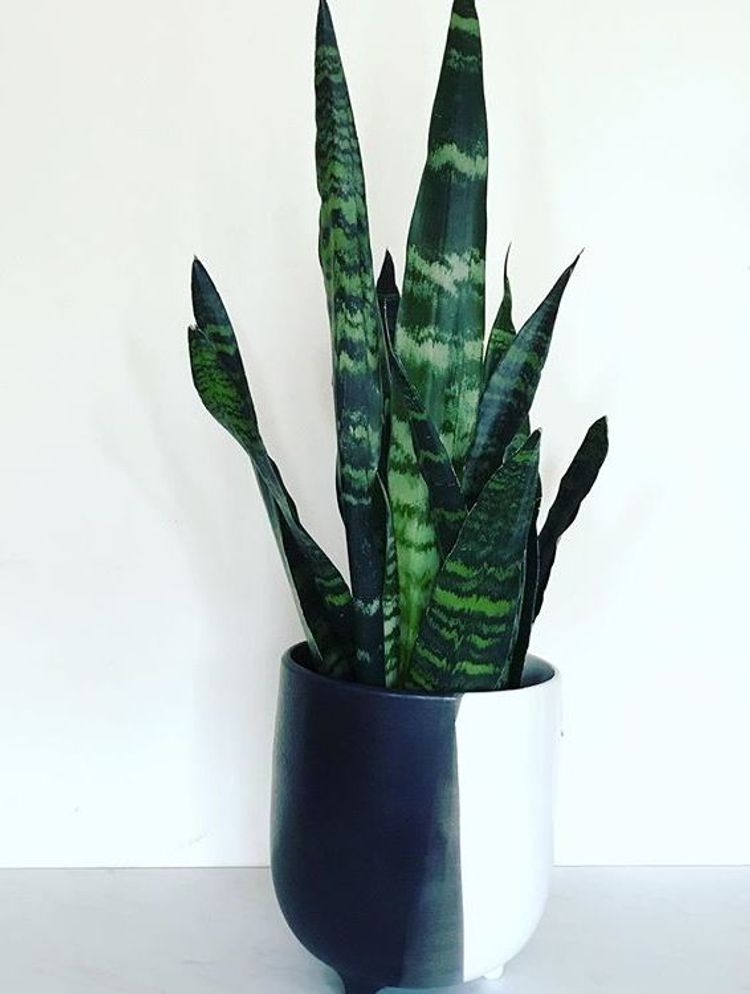 Sansevieria Trifasciata Black Coral image number 4. All credits to indoorgardenbym. Sansevieria Trifasciata Black Coral image number 4. All credits to indoorgardenbym.
