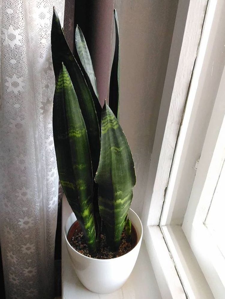 Sansevieria Trifasciata Black Coral image number 5. All credits to oksunnywitch.