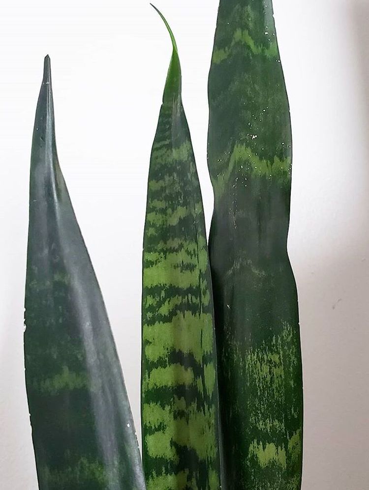 Sansevieria Trifasciata Black Coral image number 8. All credits to potted_joys. Sansevieria Trifasciata Black Coral image number 8. All credits to potted_joys.