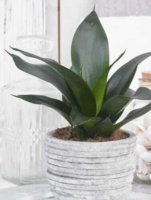 A beautiful and healthy Sansevieria Trifasciata Black Dragon known as Sansevieria Black Dragon.