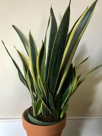 Sansevieria Trifasciata Black Gold image number 2. All credits to houseplant.hobbyist. Sansevieria Trifasciata Black Gold image number 2. All credits to houseplant.hobbyist.