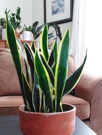 Sansevieria Trifasciata Black Gold image number 3. All credits to eastcoastplantlife. Sansevieria Trifasciata Black Gold image number 3. All credits to eastcoastplantlife.