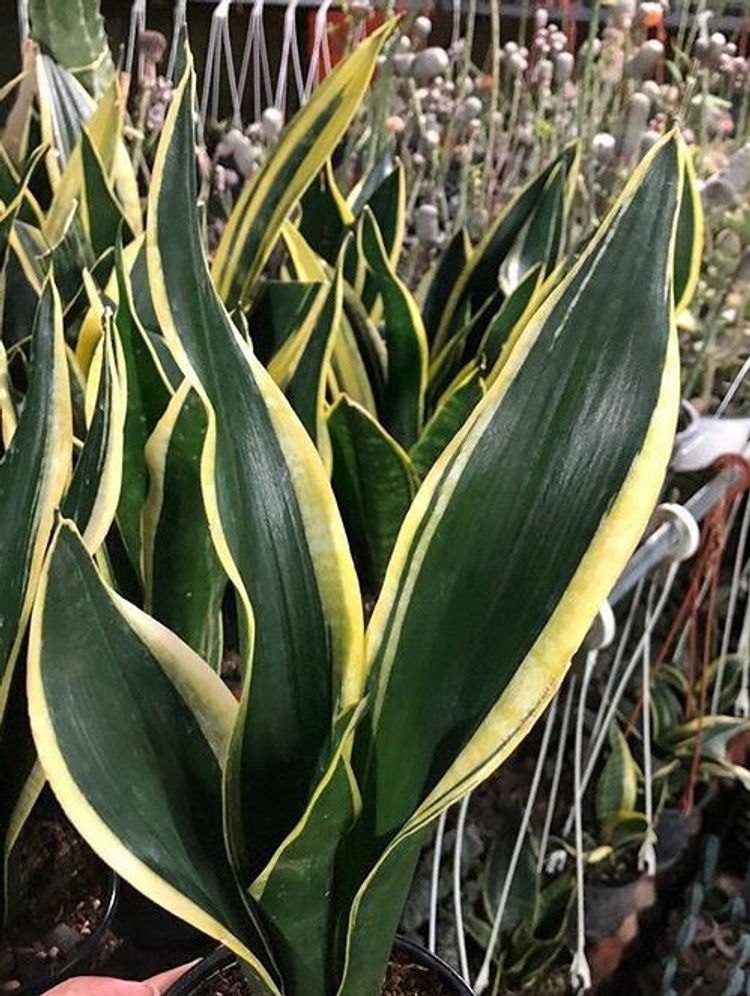 Sansevieria Trifasciata Black Gold image number 4. All credits to golpooneh.moh.