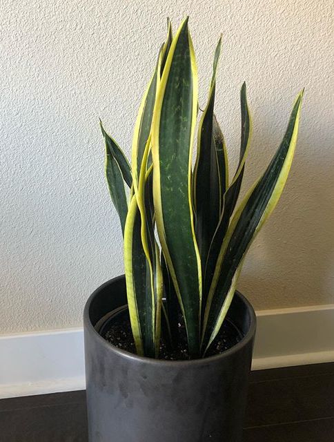 Sansevieria trifasciata black gold care, images and videos - chooseyourplant