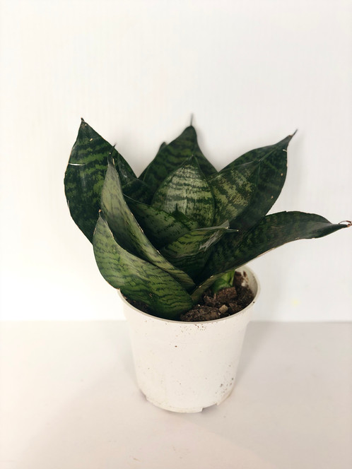 A beautiful and healthy Sansevieria Trifasciata Black Robusta known as Sansevieria Black Robusta.