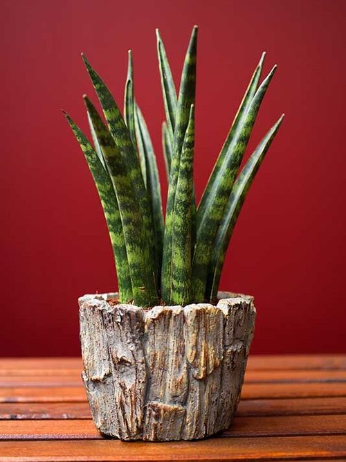 A beautiful and healthy Sansevieria Trifasciata Cylindrica known as Sansevieria Cylindrica.