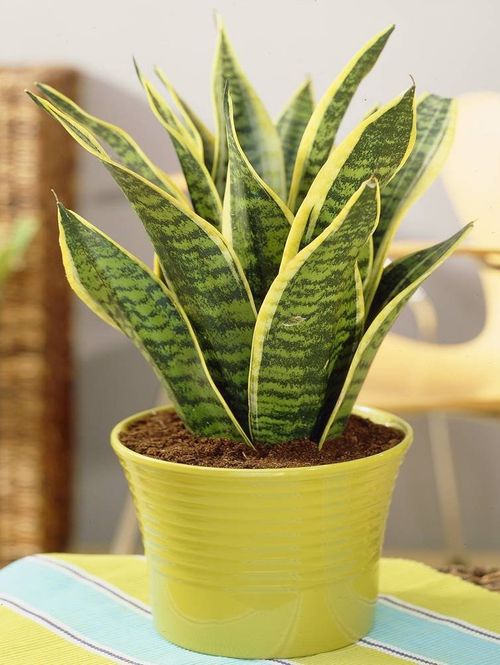 A beautiful and healthy Sansevieria Trifasciata Futura Superba known as Sansevieria Futura Superba.