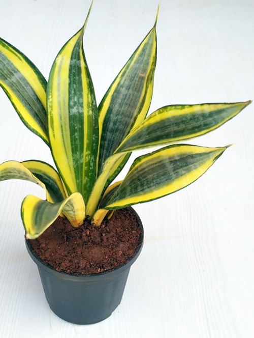 A beautiful and healthy Sansevieria Trifasciata Gold Hahnii known as Golden Hahnii.