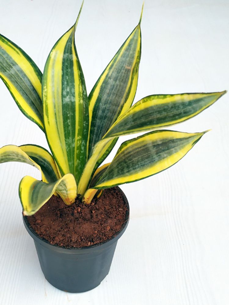 Sansevieria Trifasciata Gold Hahnii image number 1. All credits to Nurserylive.