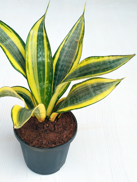 A beautiful and healthy Sansevieria Trifasciata Gold Hahnii known as Golden Hahnii.