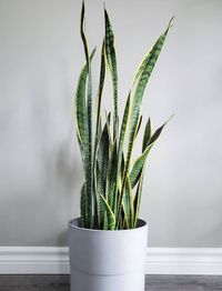 Sansevieria Trifasciata Laurentii image number 1. All credits to planty_laydee. Sansevieria Trifasciata Laurentii image number 1. All credits to planty_laydee.