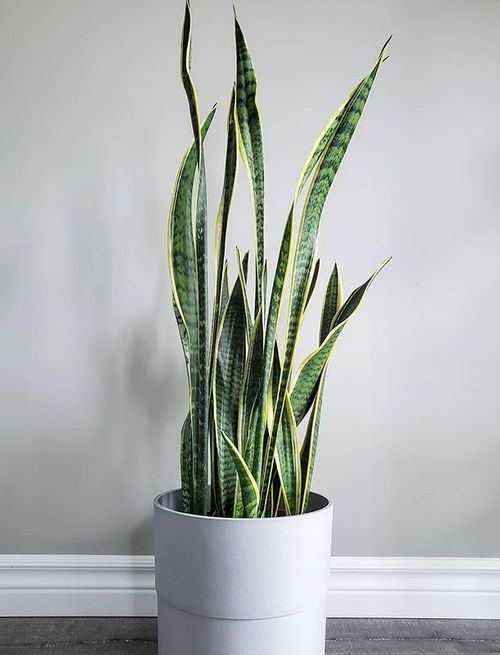 A beautiful and healthy Sansevieria Trifasciata Laurentii known as Sansevieria Laurentii.