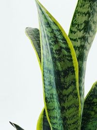 Sansevieria Trifasciata Laurentii image number 10. All credits to outsideinco. Sansevieria Trifasciata Laurentii image number 10. All credits to outsideinco.