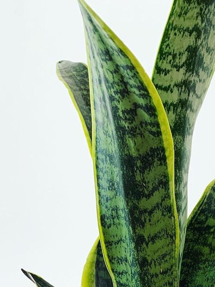 Sansevieria Trifasciata Laurentii image number 10. All credits to outsideinco.