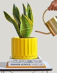 Sansevieria Trifasciata Laurentii image number 11. All credits to calatheacompany. Sansevieria Trifasciata Laurentii image number 11. All credits to calatheacompany.