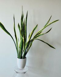 Sansevieria Trifasciata Laurentii image number 5. All credits to plantieauntie. Sansevieria Trifasciata Laurentii image number 5. All credits to plantieauntie.
