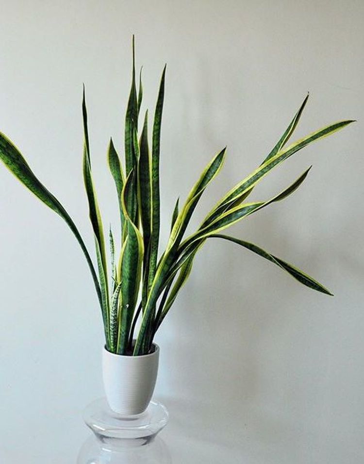 Sansevieria Trifasciata Laurentii image number 5. All credits to plantieauntie. Sansevieria Trifasciata Laurentii image number 5. All credits to plantieauntie.