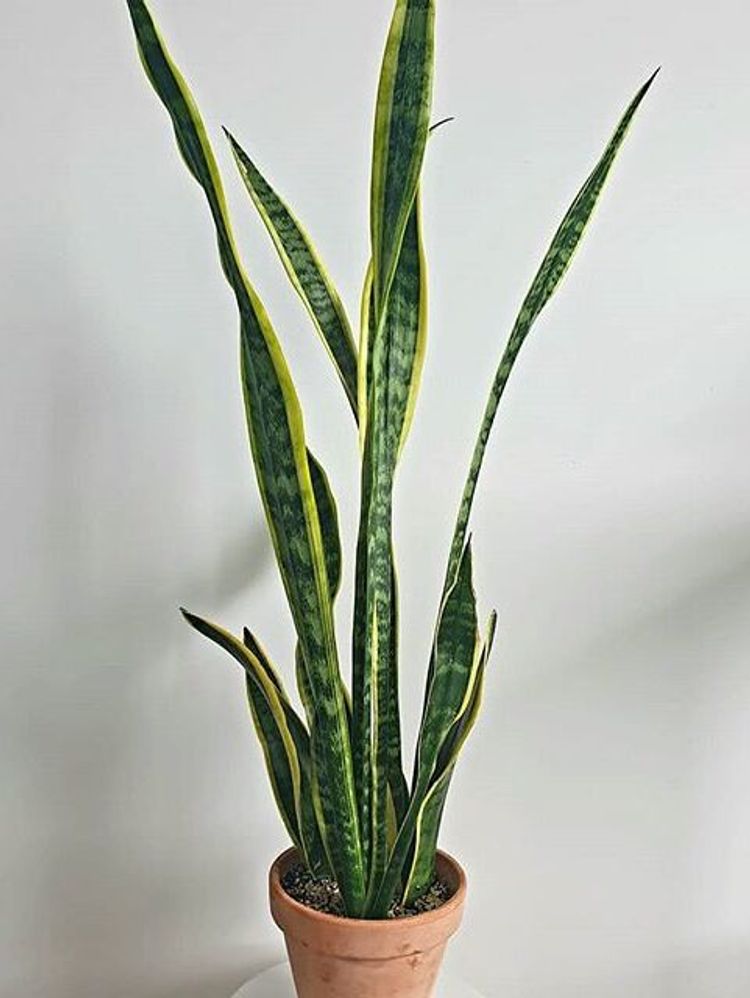 Sansevieria Trifasciata Laurentii image number 8. All credits to oscarsplantdaddy.