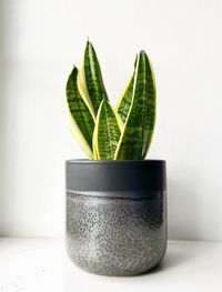 Sansevieria Trifasciata Laurentii image number 9. All credits to lancasterleaves. Sansevieria Trifasciata Laurentii image number 9. All credits to lancasterleaves.