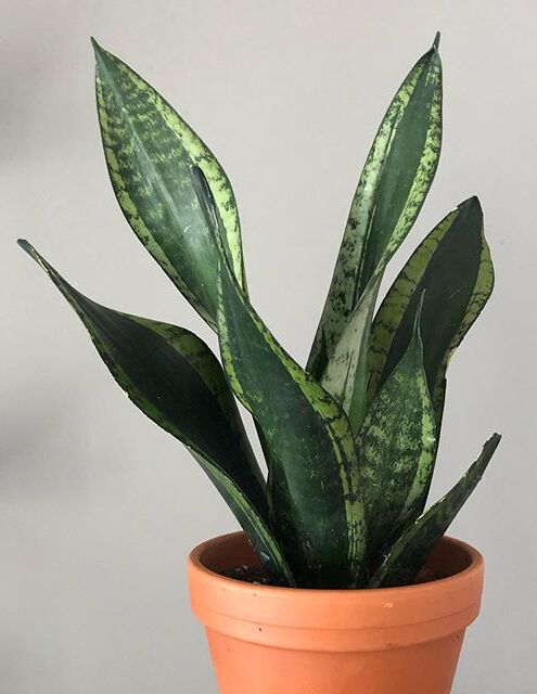 A beautiful and healthy Sansevieria Trifasciata Whitney known as Snake Plant Whitney.