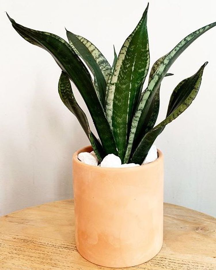 Sansevieria Trifasciata Whitney image number 2. All credits to the_prickly_pear_jax.