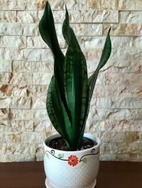Sansevieria Trifasciata Whitney image number 3. All credits to mahdiye.ash. Sansevieria Trifasciata Whitney image number 3. All credits to mahdiye.ash.