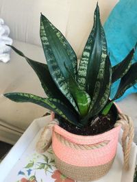 Sansevieria Trifasciata Whitney image number 5. All credits to jessjess_flowerchild. Sansevieria Trifasciata Whitney image number 5. All credits to jessjess_flowerchild.
