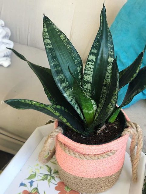 Sansevieria Trifasciata Whitney image number 5. All credits to jessjess_flowerchild. Sansevieria Trifasciata Whitney image number 5. All credits to jessjess_flowerchild.