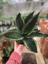 Sansevieria Trifasciata Whitney image number 6. All credits to jilljensenbotanicals. Sansevieria Trifasciata Whitney image number 6. All credits to jilljensenbotanicals.