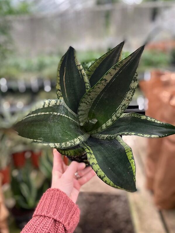 Sansevieria Trifasciata Whitney image number 6. All credits to jilljensenbotanicals. Sansevieria Trifasciata Whitney image number 6. All credits to jilljensenbotanicals.