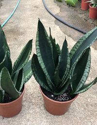 Sansevieria Trifasciata Whitney image number 7. All credits to sansevieriasg. Sansevieria Trifasciata Whitney image number 7. All credits to sansevieriasg.