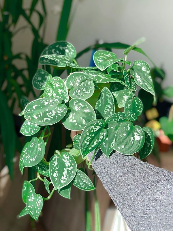 A beautiful and healthy Scindapsus Pictus Argyraeus known as Silver Pothos.