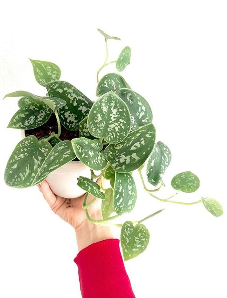 Scindapsus Pictus Argyraeus image number 7. All credits to plantgirlonline. Scindapsus Pictus Argyraeus image number 7. All credits to plantgirlonline.