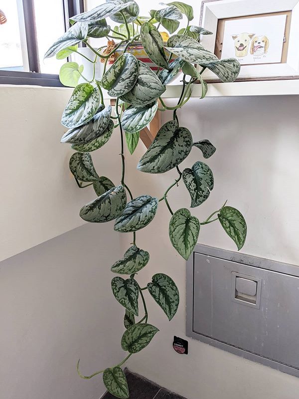 A beautiful and healthy Scindapsus Pictus Exotica known as Satin Pothos.