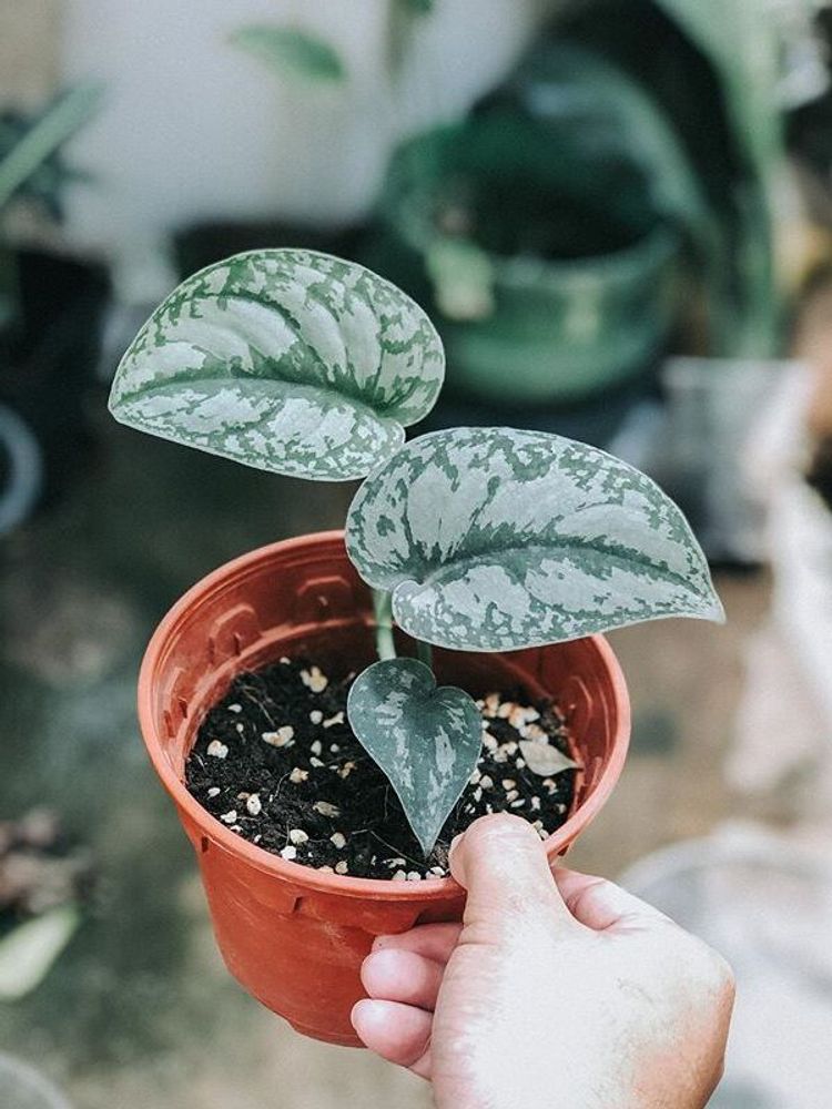 Scindapsus Pictus Exotica image number 13. All credits to laos_plants. Scindapsus Pictus Exotica image number 13. All credits to laos_plants.