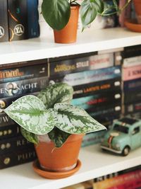 Scindapsus Pictus Exotica image number 2. All credits to ohmybookstagram.