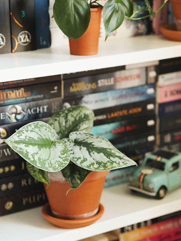 Scindapsus Pictus Exotica image number 2. All credits to ohmybookstagram. Scindapsus Pictus Exotica image number 2. All credits to ohmybookstagram.