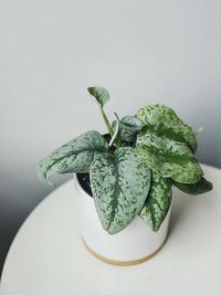 Scindapsus Pictus Exotica image number 3. All credits to sproutinmyheart. Scindapsus Pictus Exotica image number 3. All credits to sproutinmyheart.
