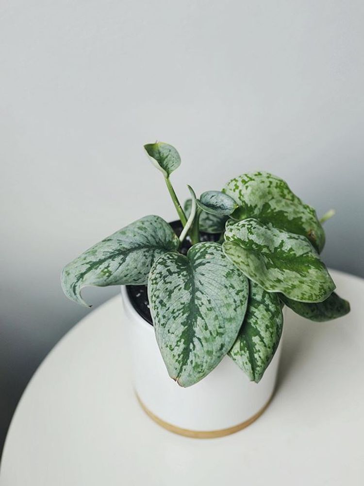Scindapsus Pictus Exotica image number 3. All credits to sproutinmyheart. Scindapsus Pictus Exotica image number 3. All credits to sproutinmyheart.