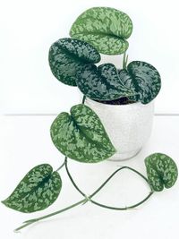 Scindapsus Pictus Exotica image number 4. All credits to seven_stems. Scindapsus Pictus Exotica image number 4. All credits to seven_stems.