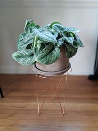 Scindapsus Pictus Exotica image number 5. All credits to nitch_does_plants. Scindapsus Pictus Exotica image number 5. All credits to nitch_does_plants.