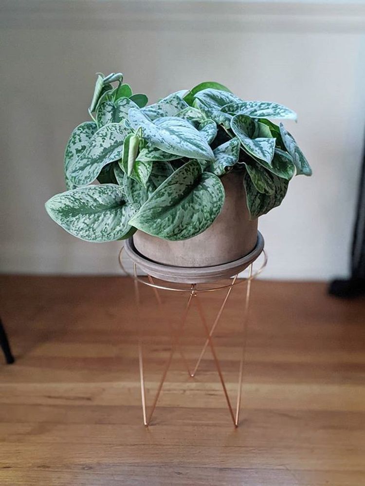Scindapsus Pictus Exotica image number 5. All credits to nitch_does_plants. Scindapsus Pictus Exotica image number 5. All credits to nitch_does_plants.