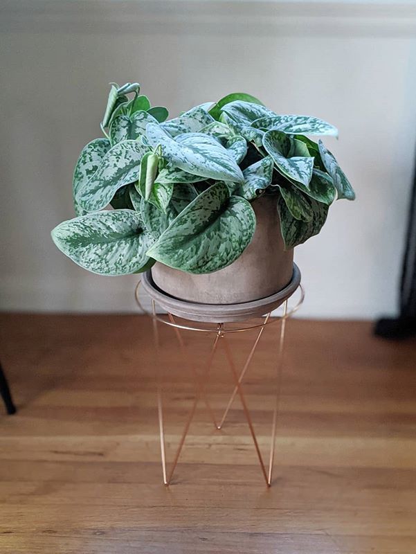Scindapsus Pictus Exotica image number 5. All credits to nitch_does_plants. Scindapsus Pictus Exotica image number 5. All credits to nitch_does_plants.
