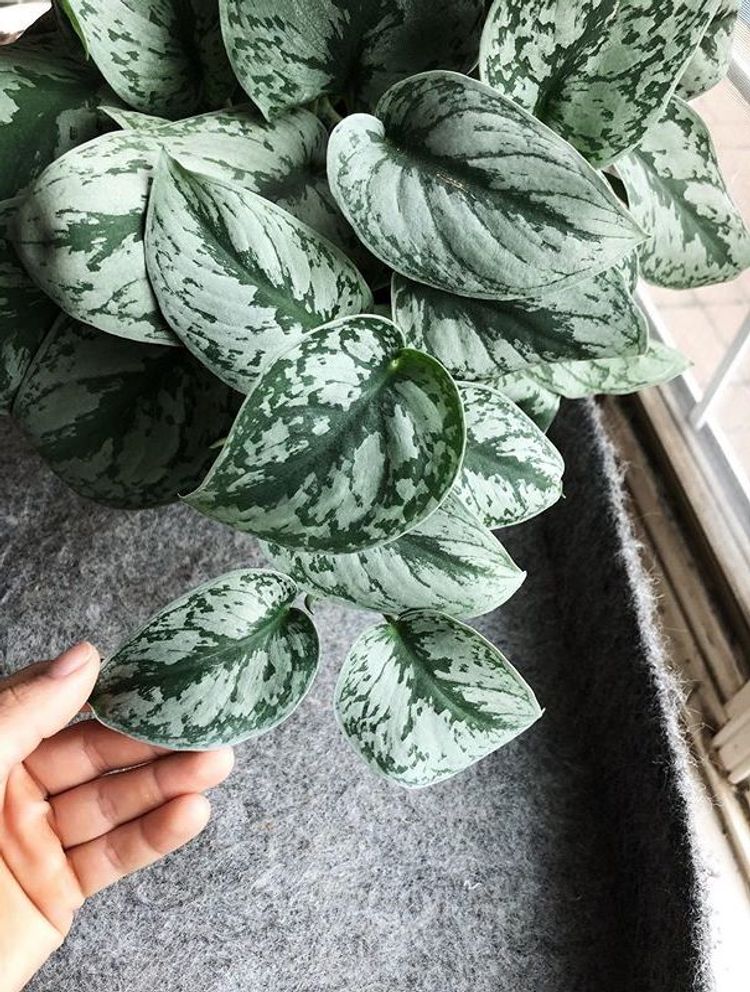 Scindapsus Pictus Exotica image number 7. All credits to kitsandplants. Scindapsus Pictus Exotica image number 7. All credits to kitsandplants.