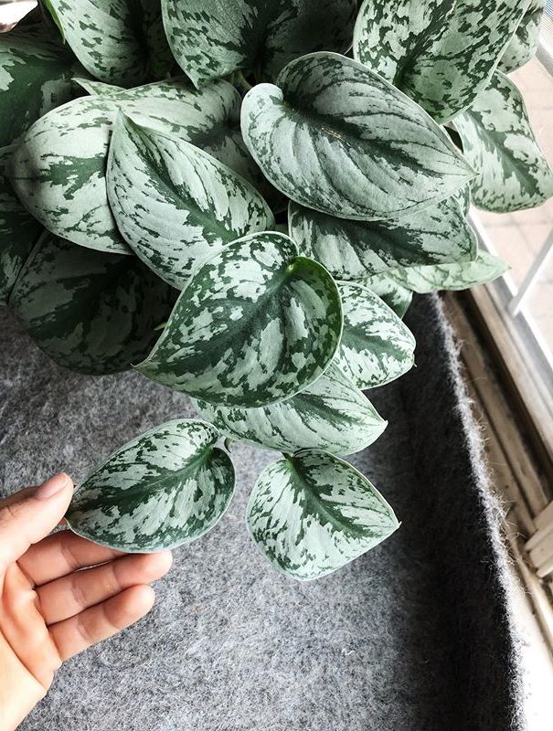 Scindapsus Pictus Exotica image number 7. All credits to kitsandplants. Scindapsus Pictus Exotica image number 7. All credits to kitsandplants.